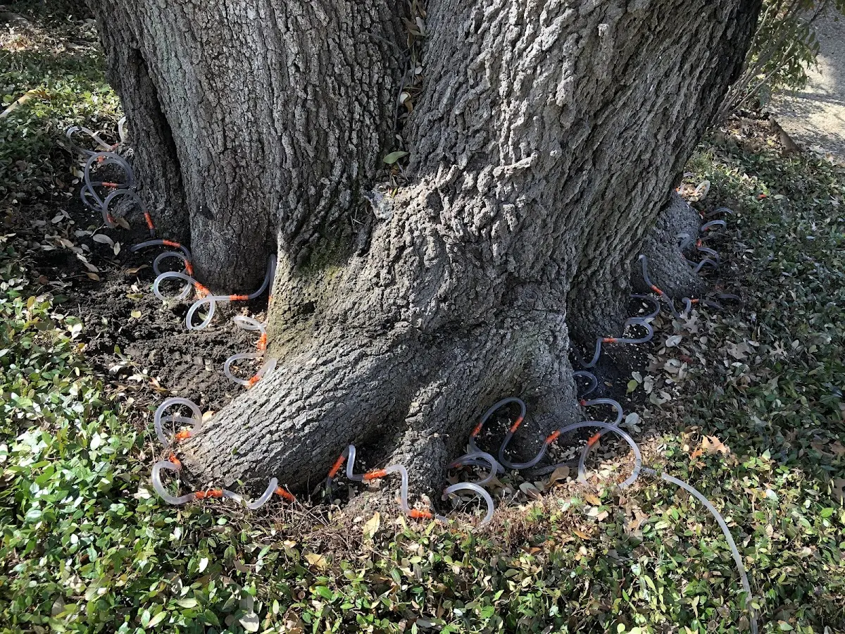 Detailed Tree Cabling and Bracing job site in Plainville