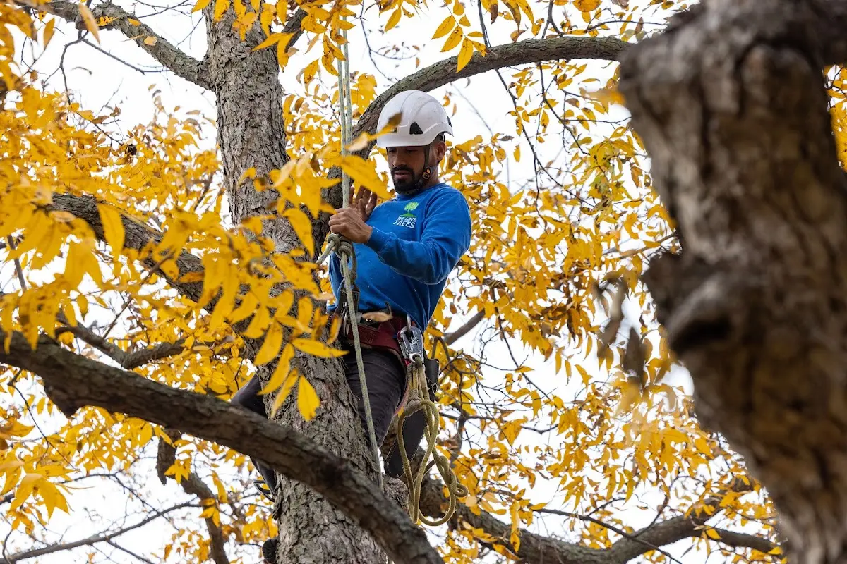 Skilled Tree Trimming crew working in Plainville